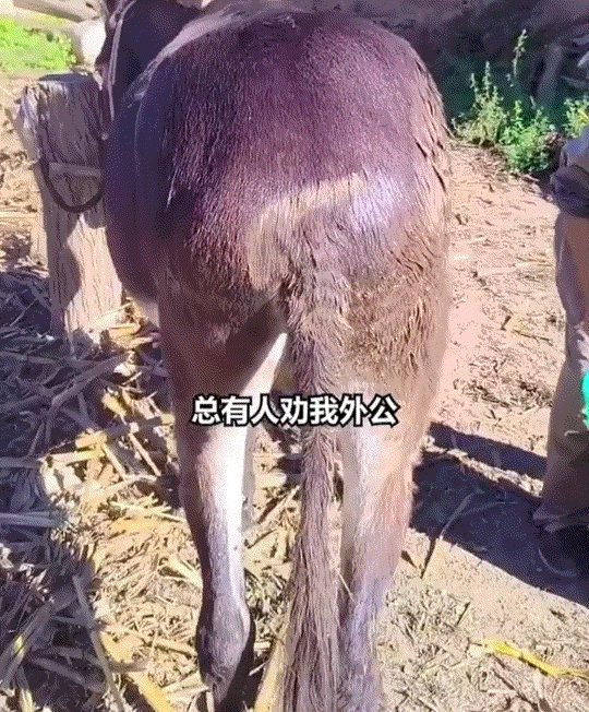 甘肃，一女子在网上晒，他78岁外公养了38年的驴。视频可见，这驴虽然38岁了，但
