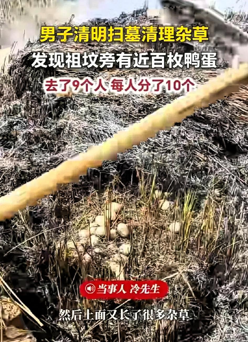 太惊喜了！江西九江一家9口清明扫墓，本来只是安安静静尽份孝心，谁能想到，却意外收