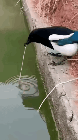 论钓鱼，我还不如一只喜鹊[捂脸哭]