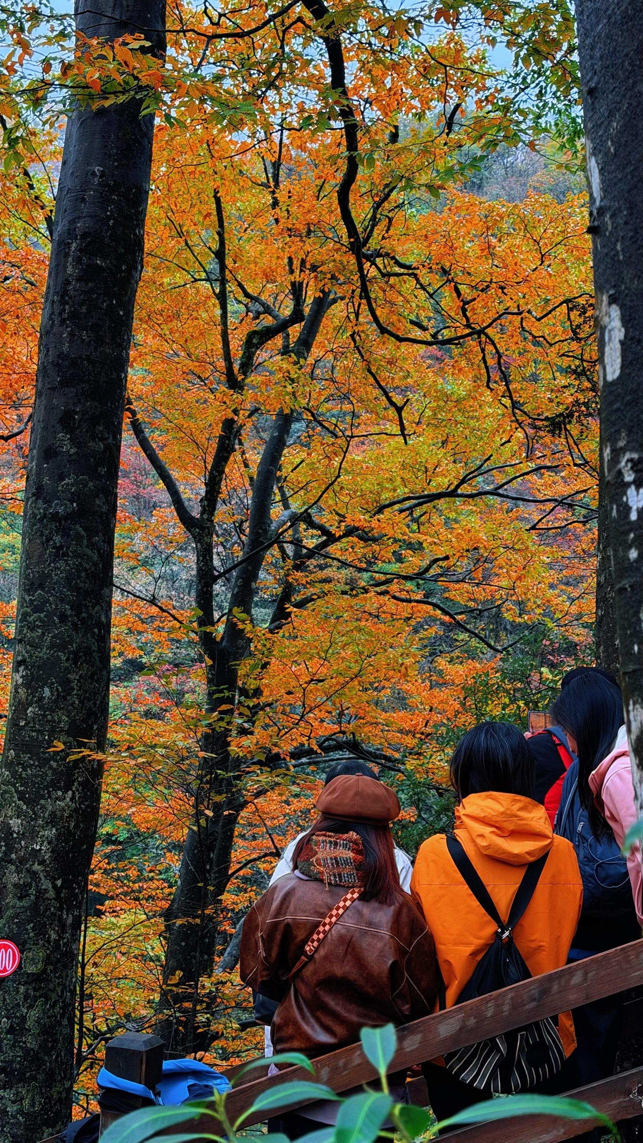四川巴中米仓山的秋色秋天该有的样子随手拍​​​