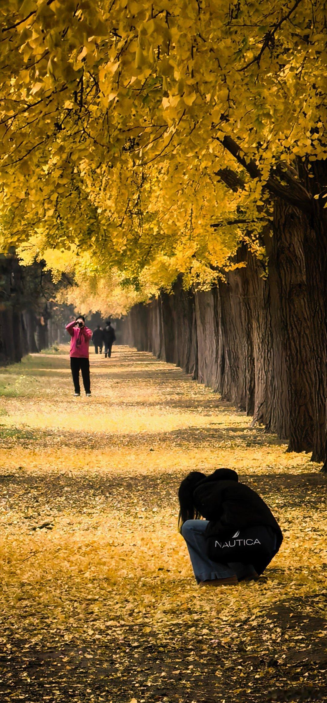 一场冬雨一地金，钓鱼台银杏美到极至！  北京的冬日序章摄影​​​