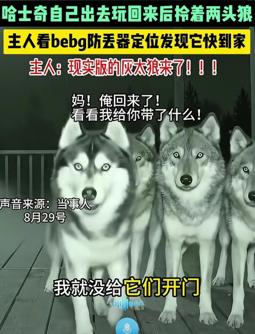 最近刷到一个视频，一只哈士奇跑出去玩，玩到半夜回来后，居然领了三只狼回家，吓得主