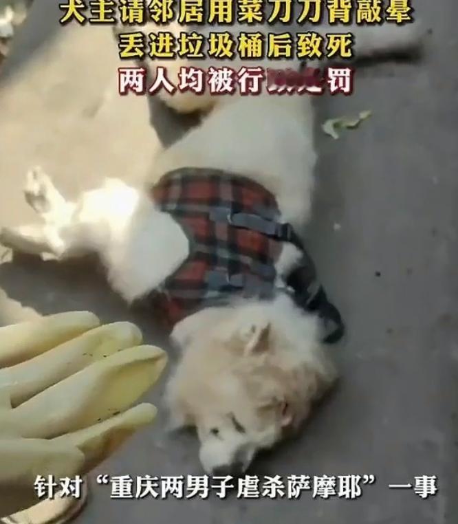 “人怎么可以这么坏？”重庆，一60岁老头，养了一只13岁的萨摩耶，他嫌狗狗年老体