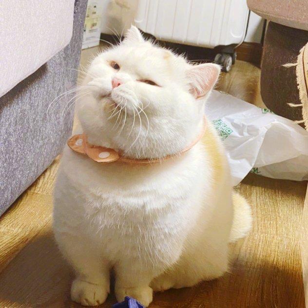 像不像要使坏的小猫咪！