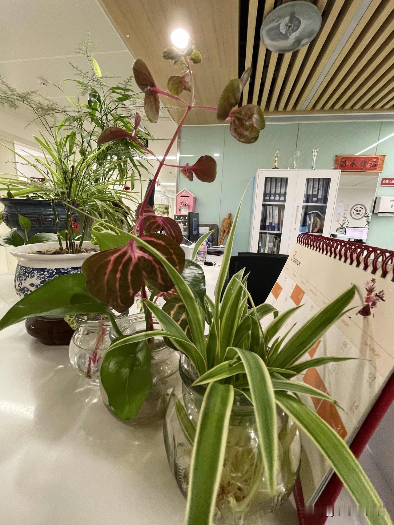 诊室的灯光下，吊兰垂着新叶，红茎的小花在玻璃瓶里静静生长。几盆不起眼的普普通通