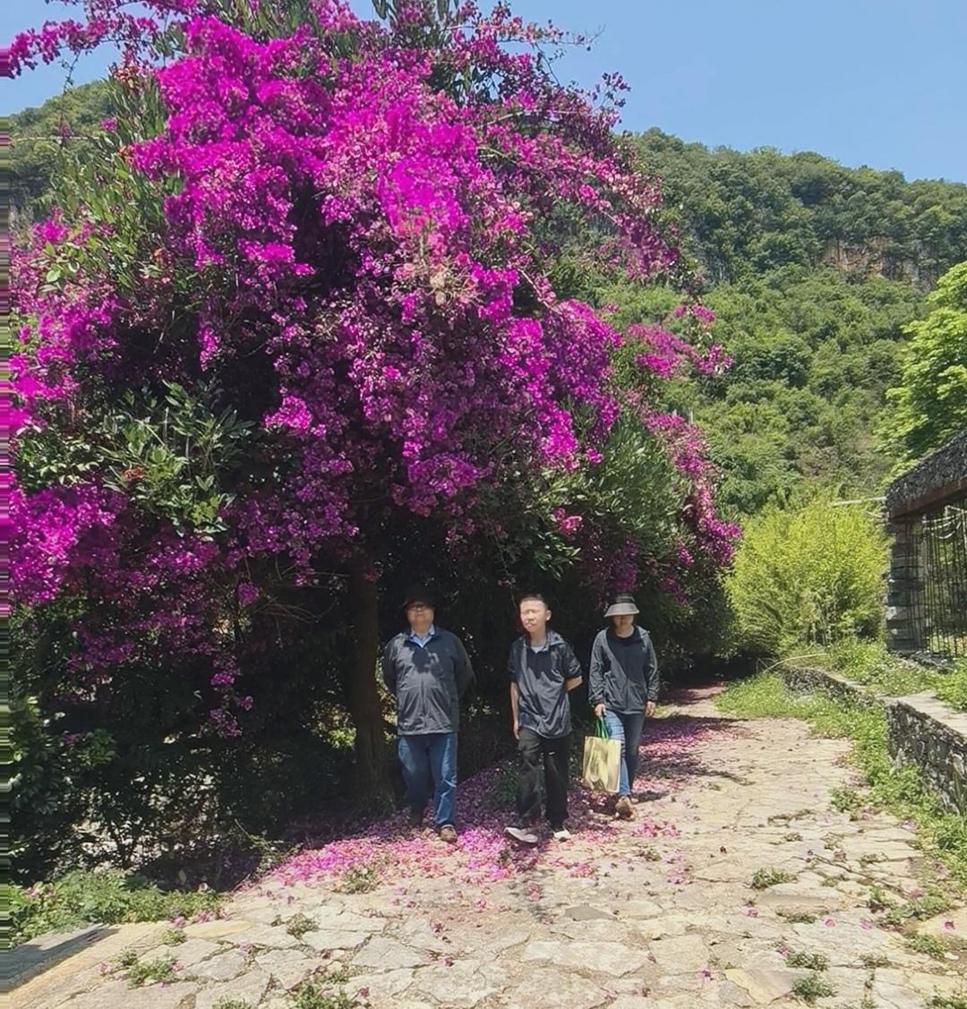 炎炎夏日，三角梅无惧烈日，越晒越艳。当其它鲜花在春天出尽风头后，三角梅