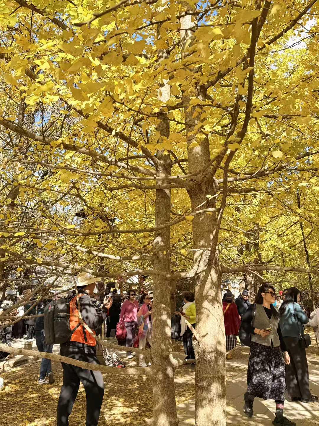 去腾冲玩的时候，感觉有些地方比较商业化，令人感觉不太舒服。听说不少景点被某公司承