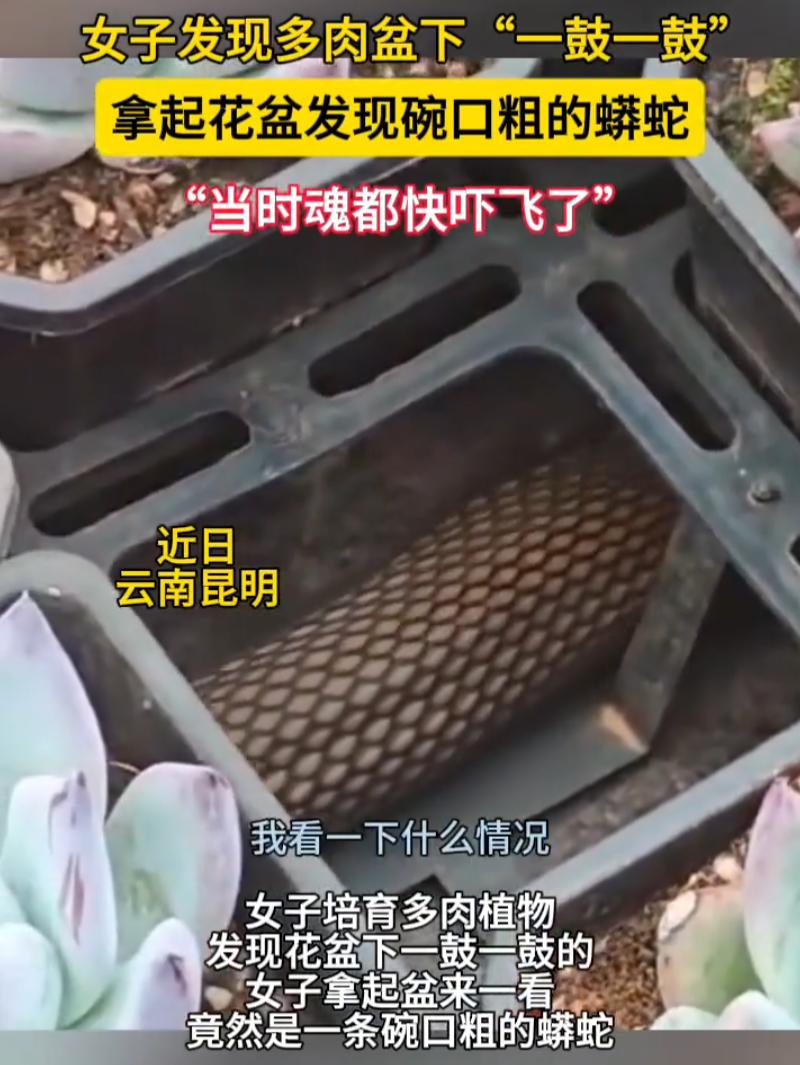 云南昆明，一女子在家阳台养多肉，连日发现花盆底部莫名鼓包、地面总异动，随手挪盆查