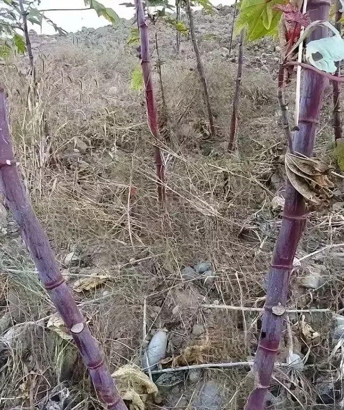 广西钦州，有一名男子驾车到乡村收购八角，在山边休息的时候，发现山边的空地上，生长