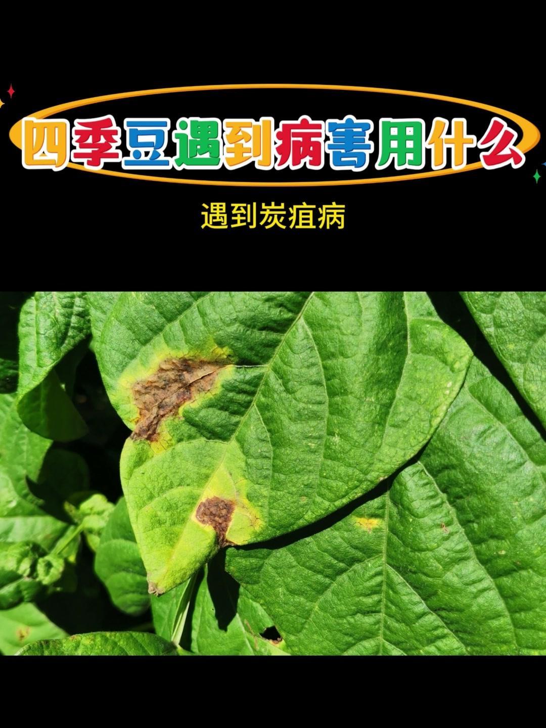 🌿种植辣椒遇到病害别慌！锈病、炭疽病直接用戊唑嘧菌酯，喷完几天就能看到效果，叶