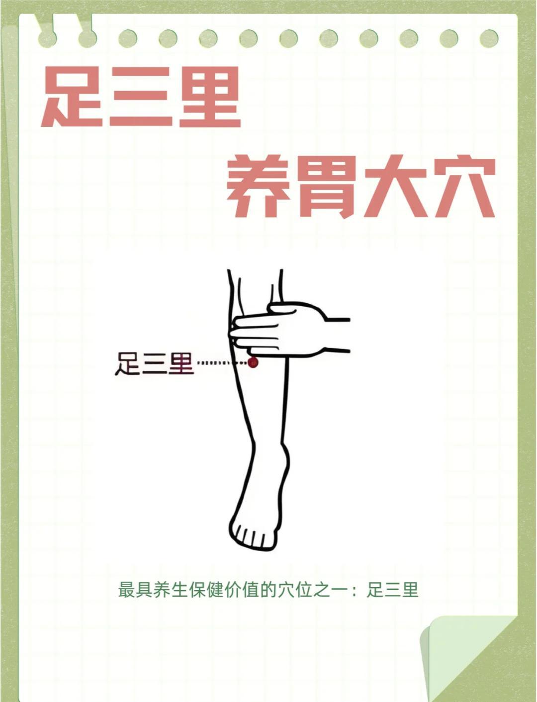 足三里穴位能天天按摩，但要讲究方法。它可是人体的“宝藏穴位”，能治胃肠病、肢体病