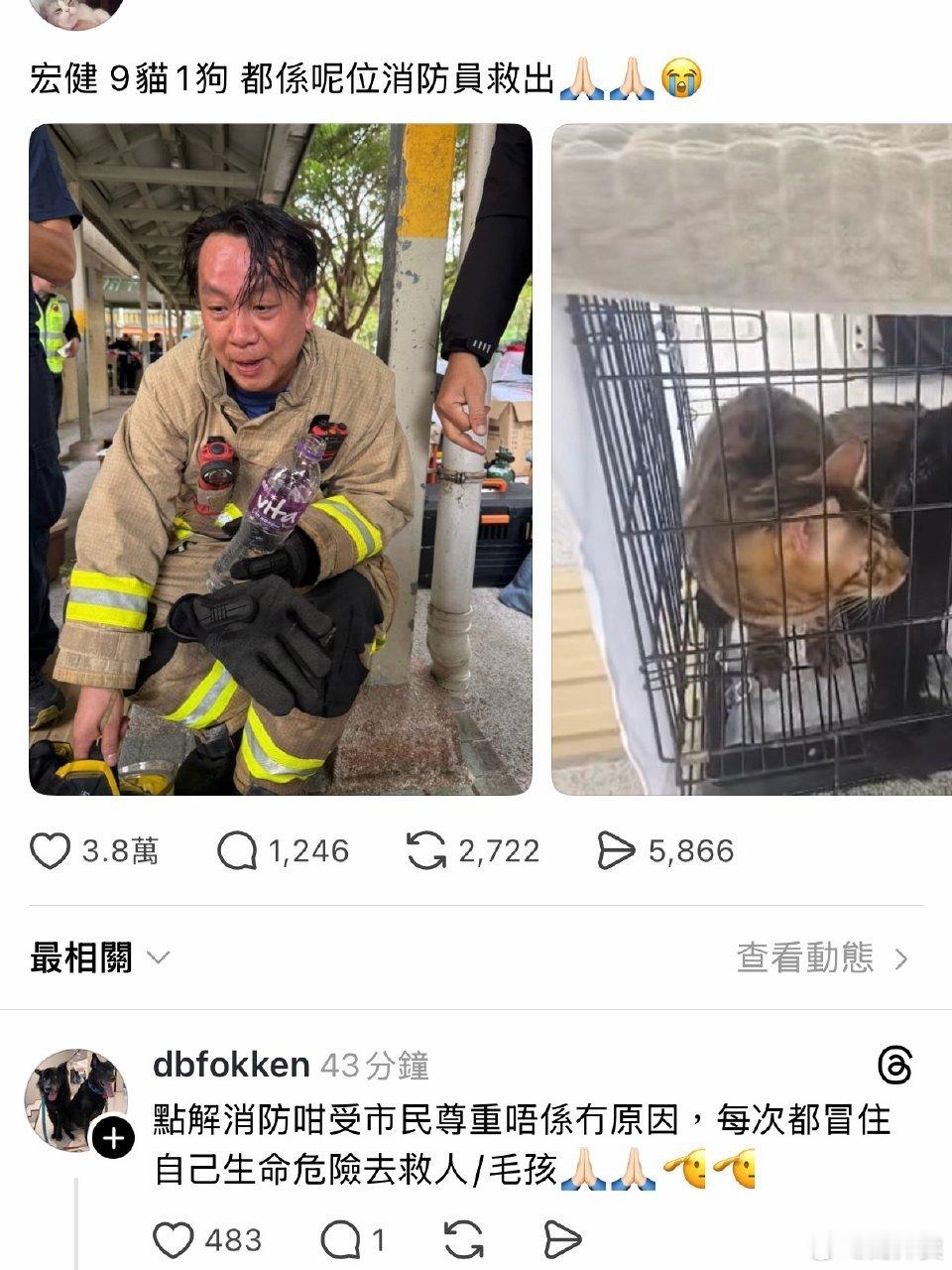 消防员救出9猫1狗上次看到一个伙伴描述，就是北方天气冷的时候；很多流浪小狗小猫到