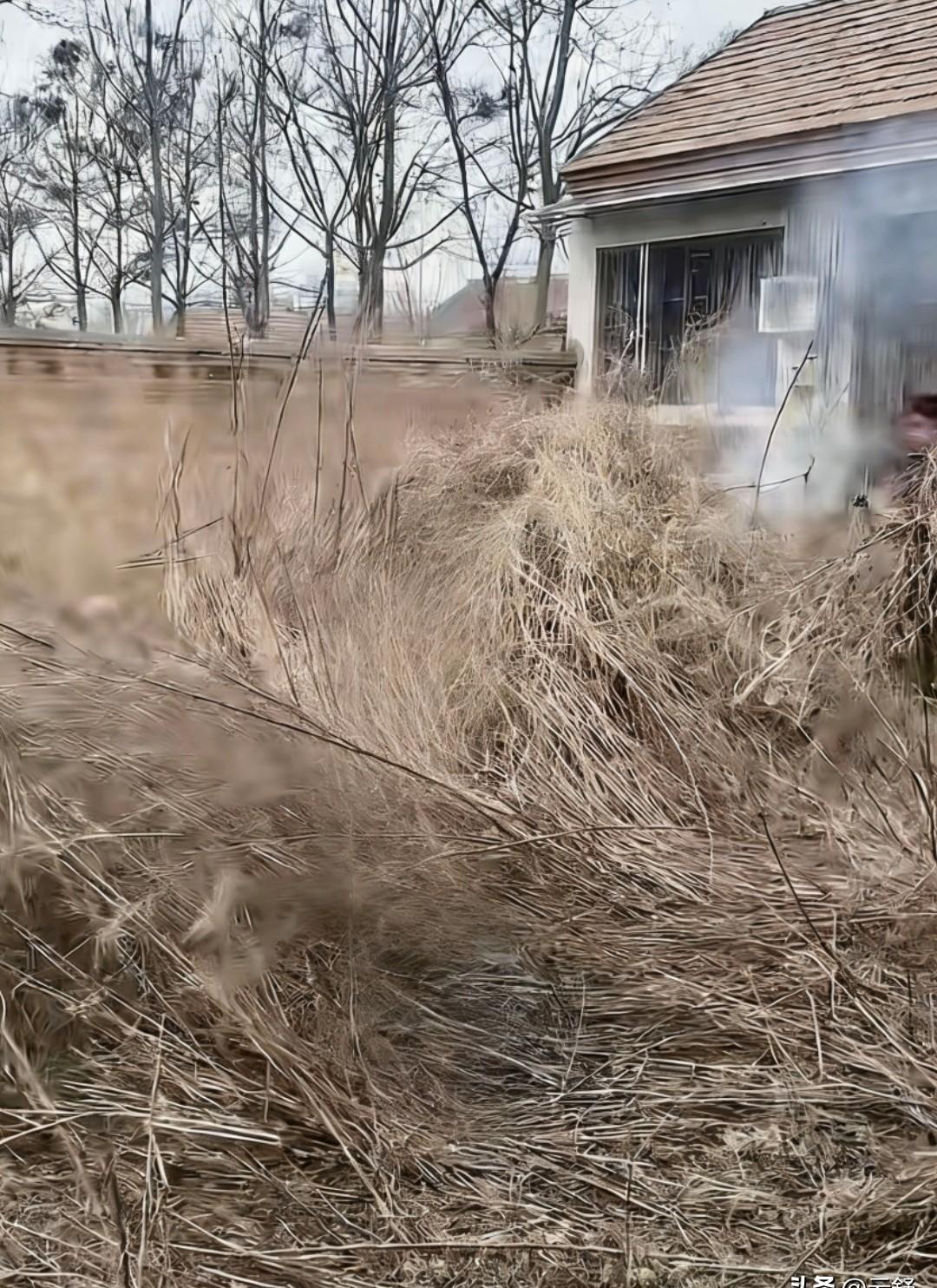 你锁上门的那一刻，房子就醒了。青草从地砖裂缝里顶出来，藤蔓一夜爬满窗台。你每