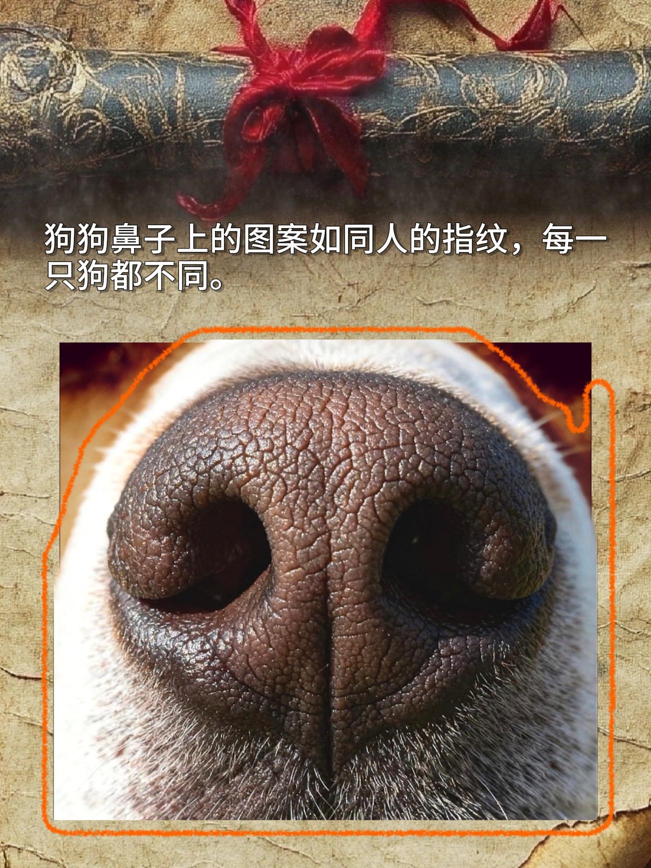 狗狗鼻子上的图案如同人的指纹，每一只狗都不同。