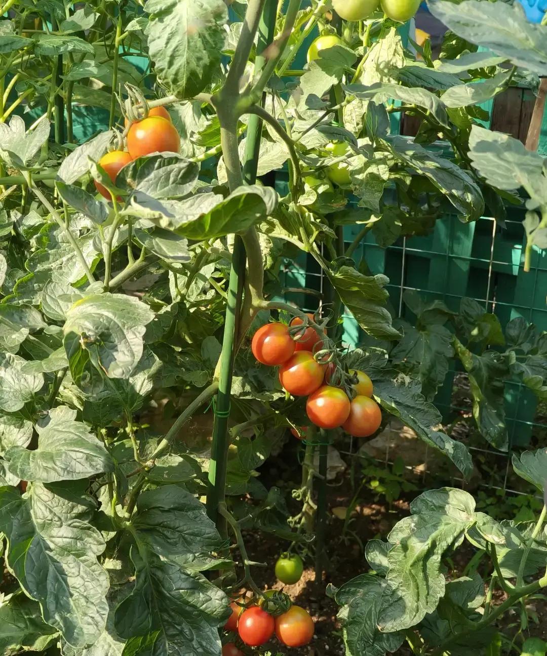 婆婆退休金到账8652块，我盯着短信数了三遍零。职业年金补发加独生子女补贴，