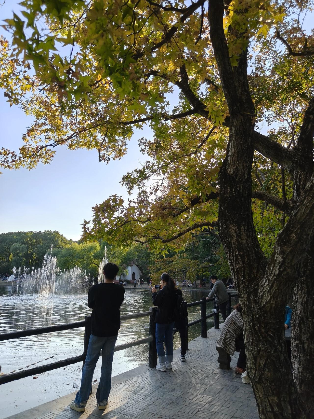 冬日公园随手拍实景图分享！共青森林公园菊花展随手拍～公园里除了遍地都是菊