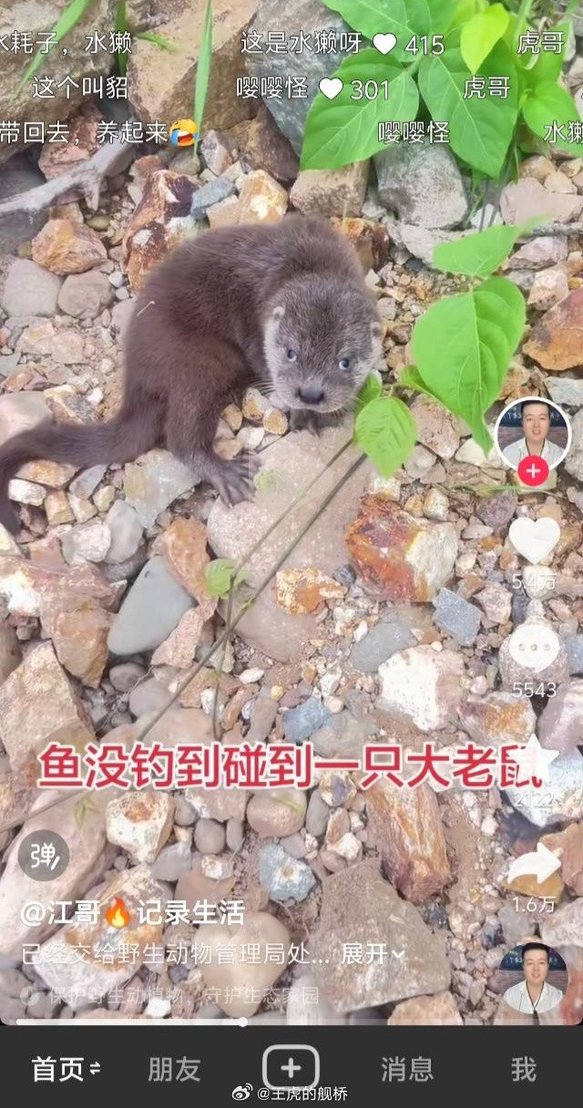 没大老鼠那么乖。