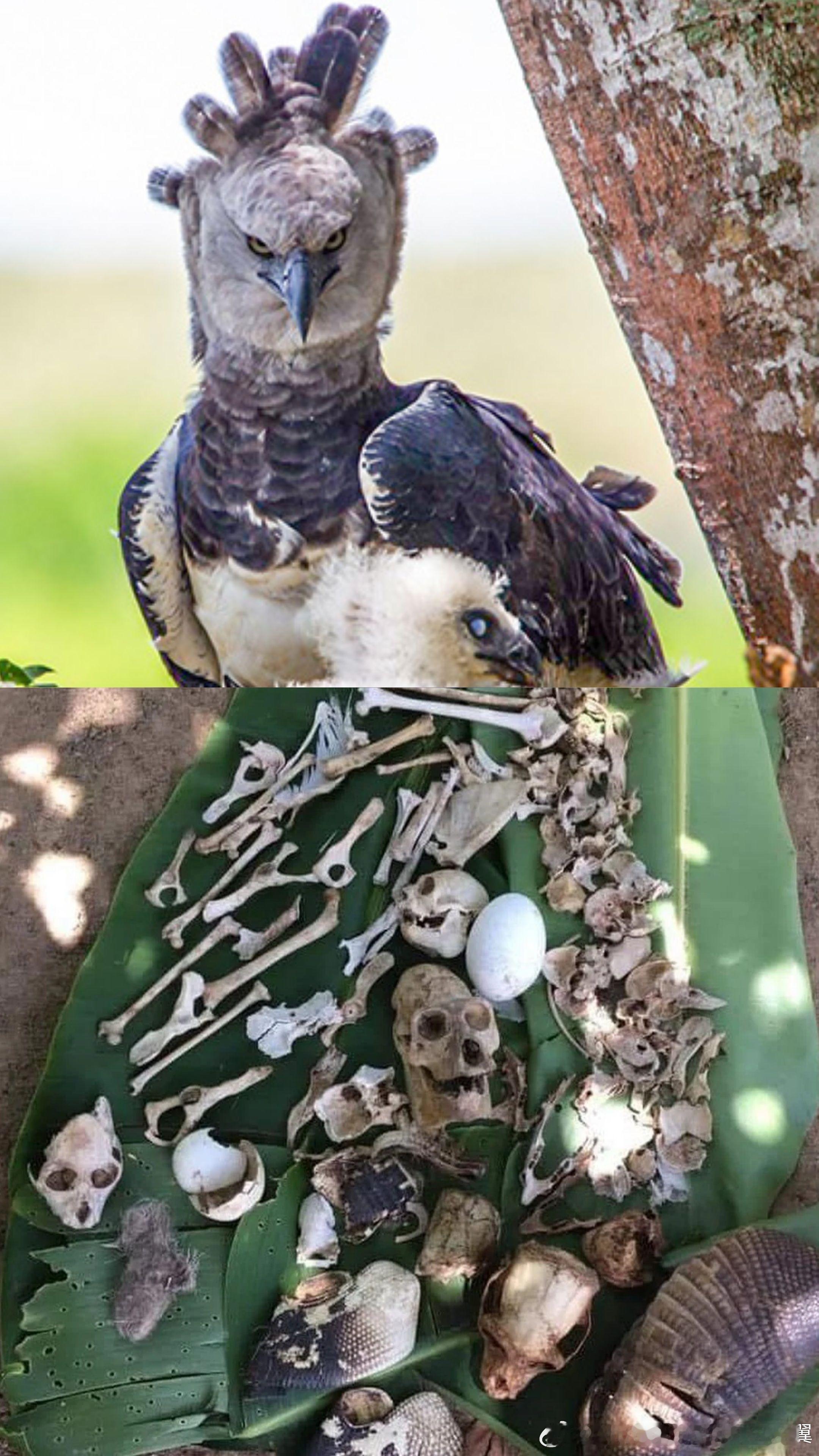 在角雕巢穴中发现的骸骨。树懒是角雕最主要的食物来源。在某些研究中，树懒骸骨（包括