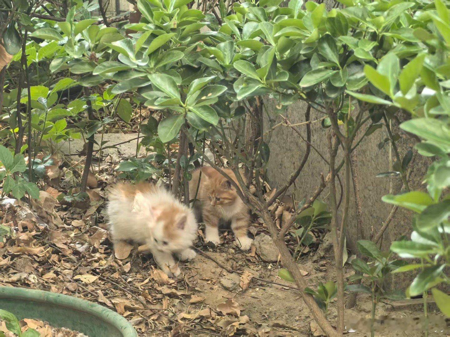 宠物博主不一定要有猫太搞笑了，小猫咪的嗅觉太灵敏了，而且还需要它亲人，这样的话只
