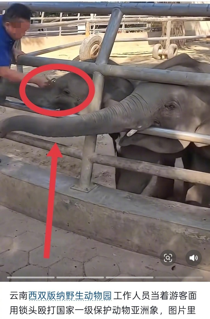 西双版纳野生动物园惊现铁锁殴打小象，园方回应：非故意，已批评教育