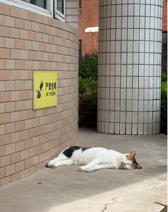小猫也是吃了没文化的亏​​​