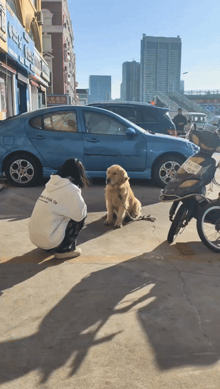 笑不活了！山东，一女子出门散步，偶遇路边等主人的金毛，她觉得狗狗可爱，伸手想握手