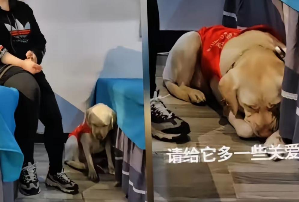 原来导盲犬芬迪真的不开心，不信你就看，它在按摩店里的日常，它总是趴在地上的，