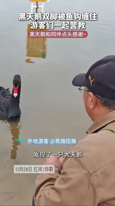 太有灵性了！黑天鹅鞠躬致谢！11月24日，云南弥勒，一外地游客在河边游玩时，