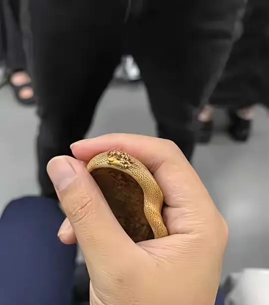 木质可以增生？