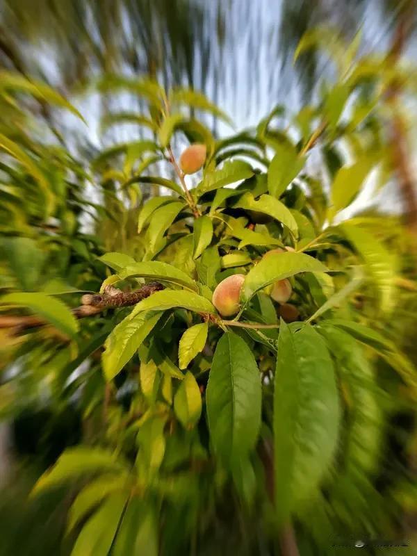 桃树谢花后如何施肥管理?桃树谢花后施肥管理很重要。谢花后，桃树需要补充大量营养