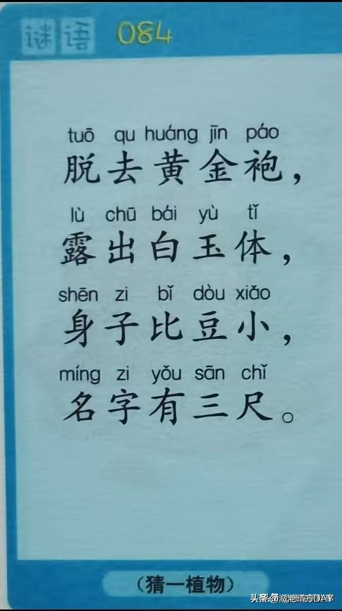猜一种植物：脱去黄金袍，露出白玉体，身子比豆小，名字有三尺。是生活中必