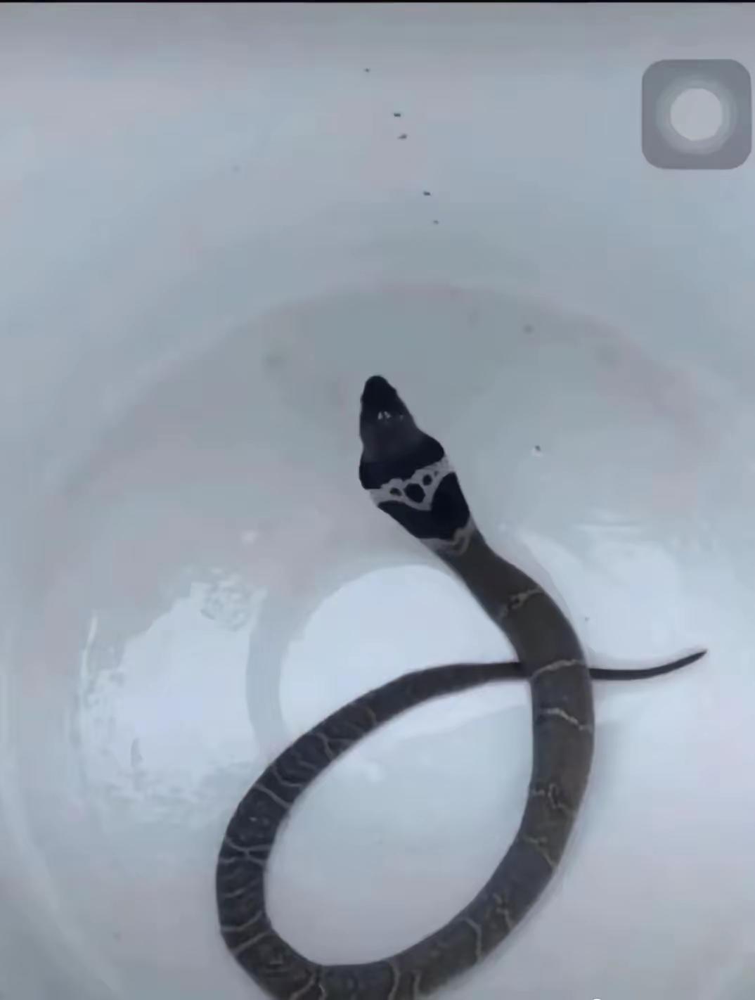 河沟里捉到的一条黄鳝，是清蒸的……还是红烧呢？大家给个参考呗！