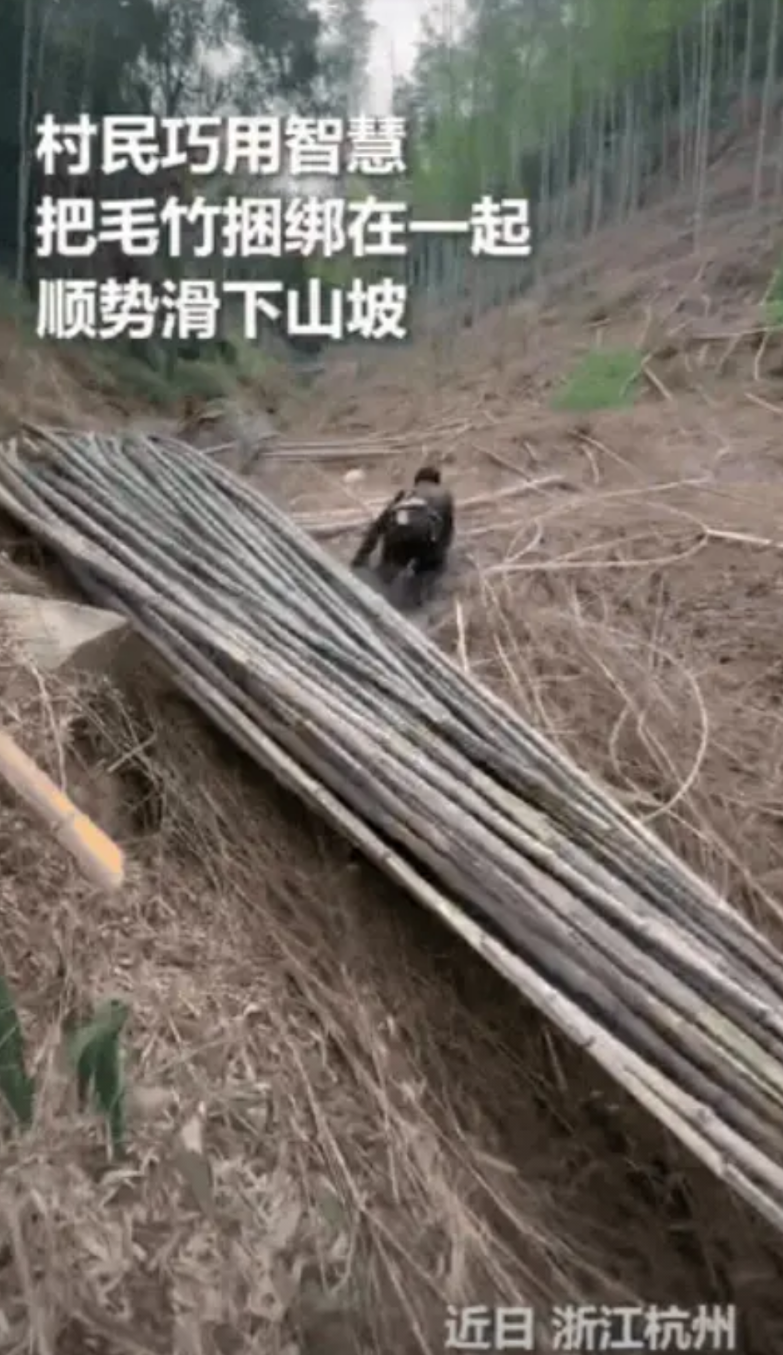 “太有智慧了！”8月17日浙江杭州，男子和父亲上山砍竹子，结果竹子砍了一大堆男子