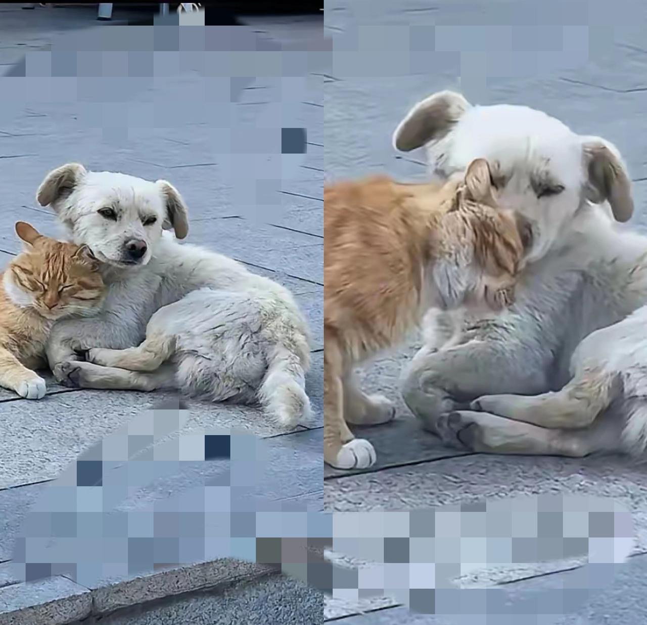 养宠哪是一时兴起的消遣，分明是一场要扛到底的责任啊！主人搬家扬