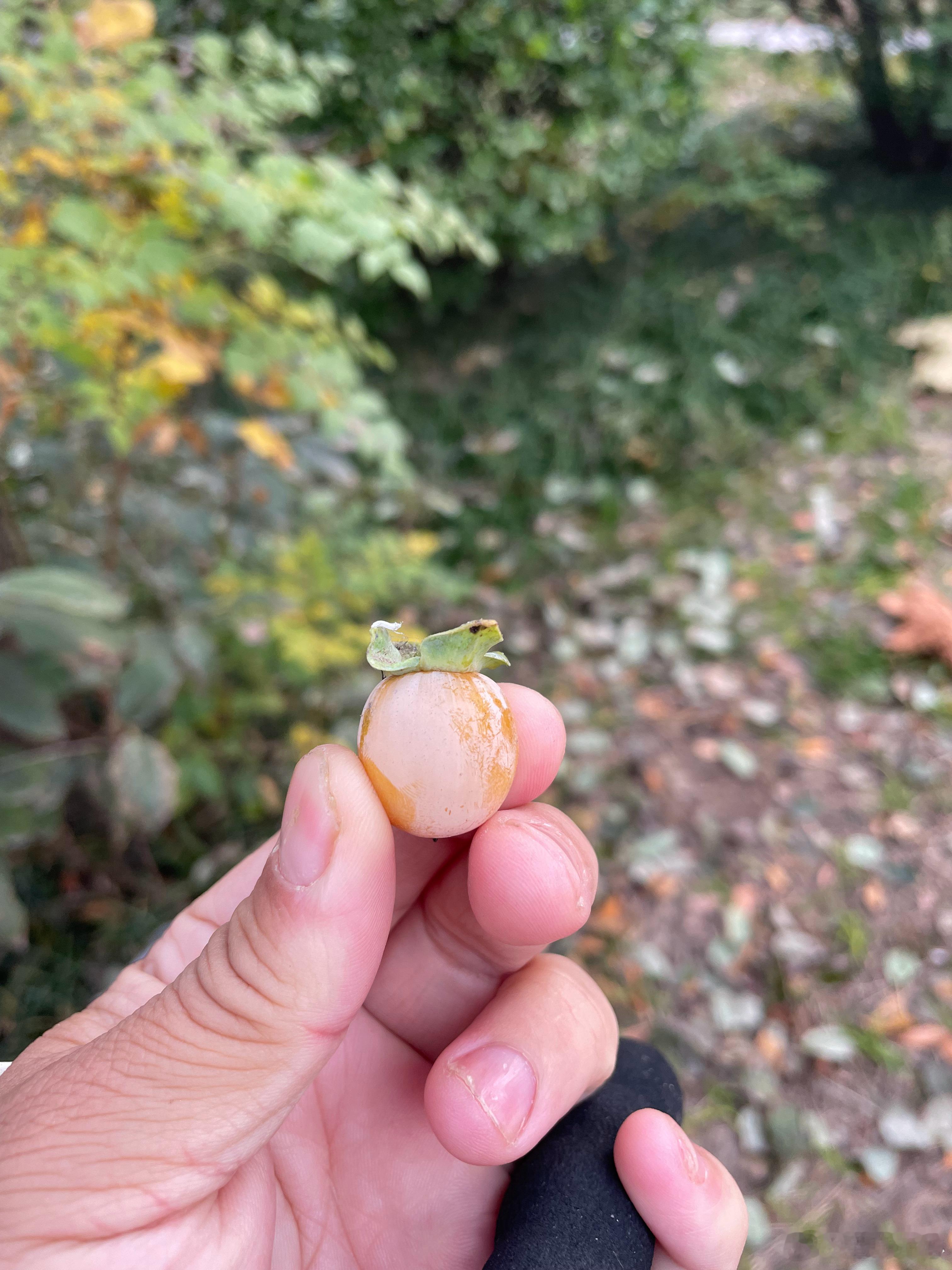 这么小的柿子早安柿子​​​