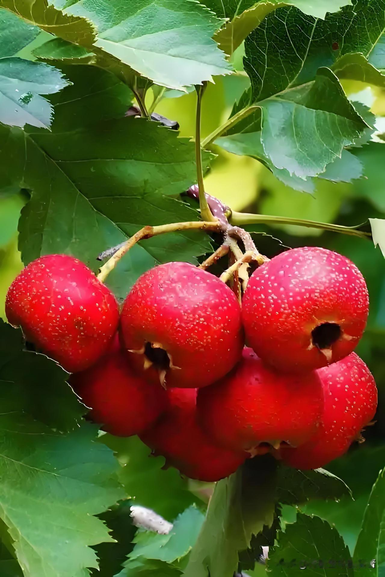 ❤️心阳虚——手脚凉心主血脉，阳气是血液运行的动力。心阳虚时，血脉推动无