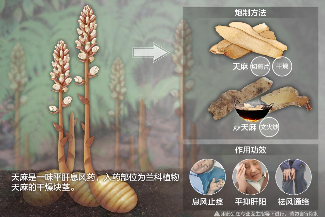 中医中药【岐黄科普】天麻:为兰科植物天麻的根茎。冬、春两季采挖，冬采者名"冬麻