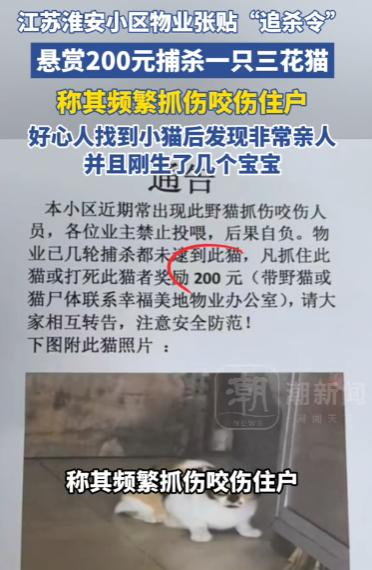 幸好小猫不认识字，不然看到自己的追杀令该有多难过呢？这件事发生在江苏淮安。6