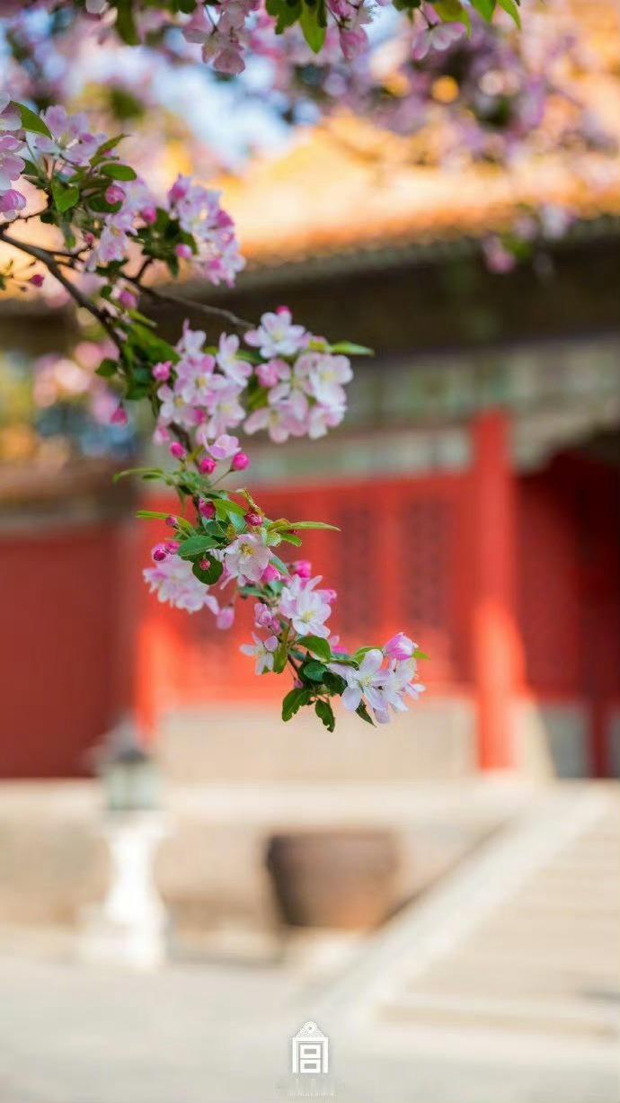 紫禁城，海棠花开，不识离人愁。​​​​