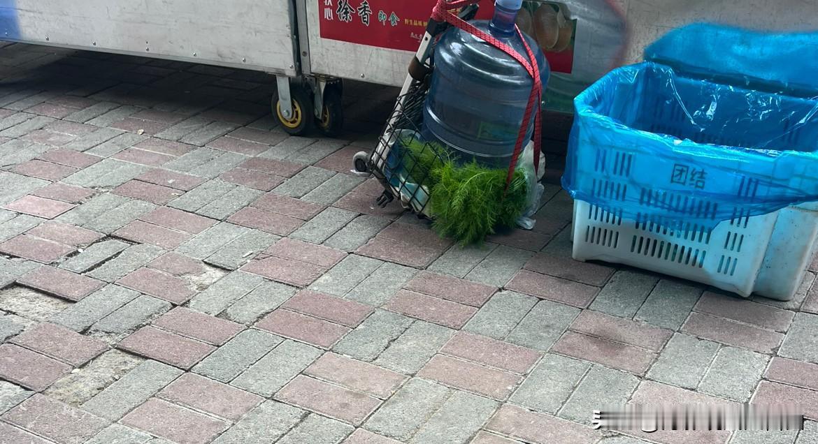 带根的茴香苗，买回家留着根种植能活吗？今天天气阴，微凉。想想我曾经在最热的那