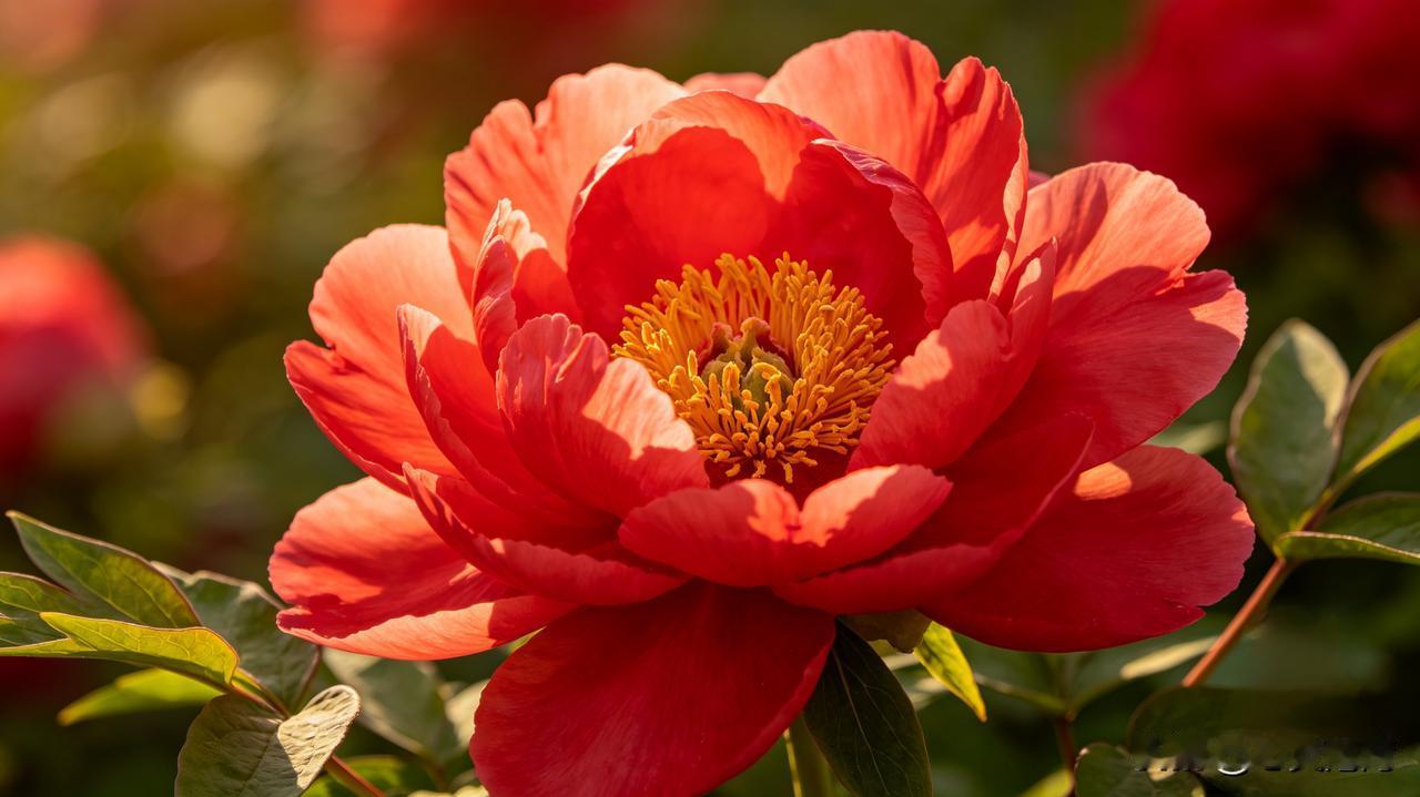 我相册里的牡丹花可太绝了！有盛开的红牡丹，颜色大气，黄色花蕊点缀其中，高贵典雅，