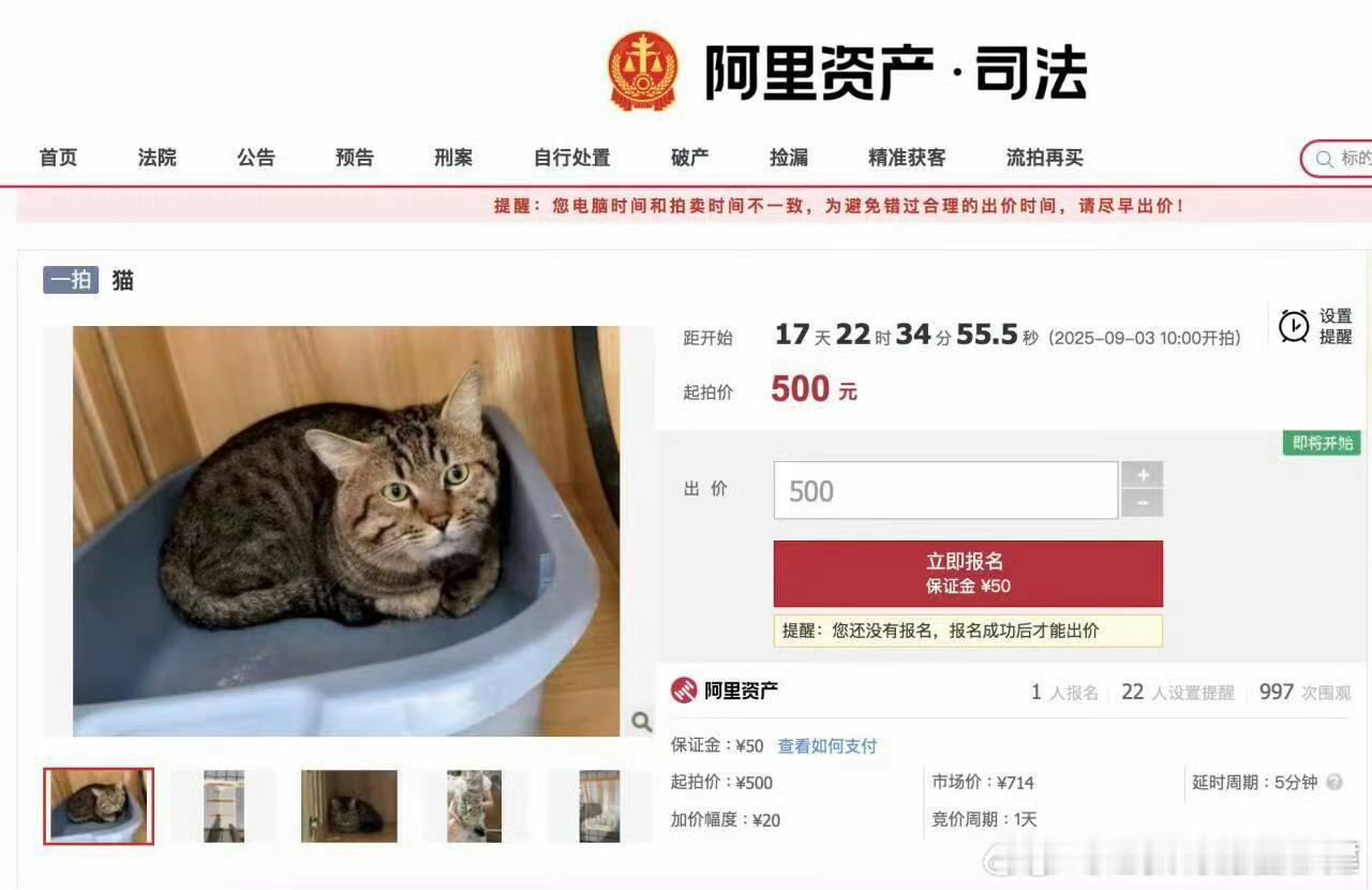 狸花猫总是一脸清澈​​​