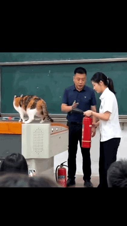 猫主子那眼神，啧啧，总觉得咱干啥都慢半拍！结果人家轻飘飘一句：“你还是对我的速