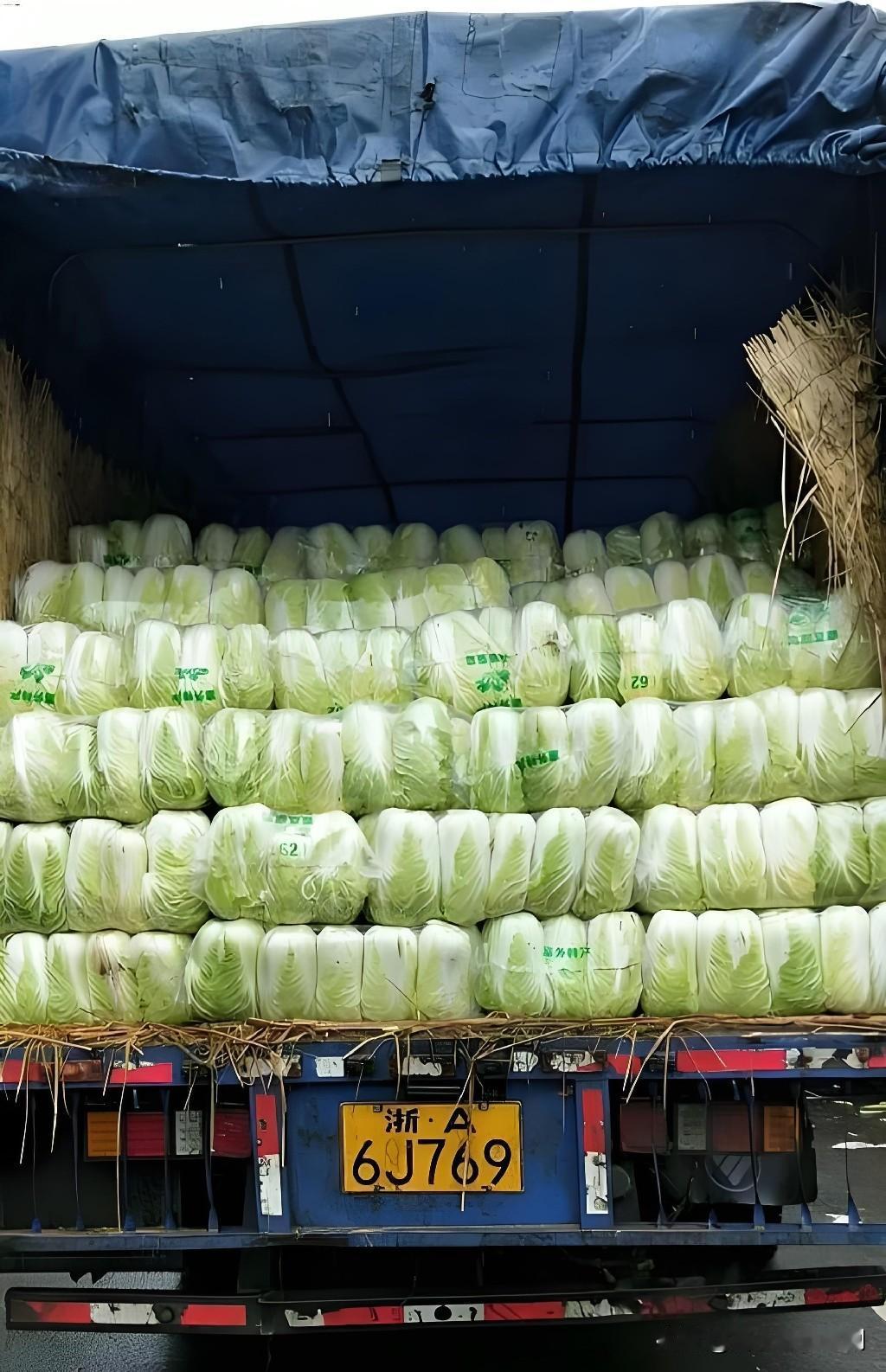 运白菜不用冷链，核心是一笔算不过来的成本账。以河北康保到江苏宿迁的线路为例，3