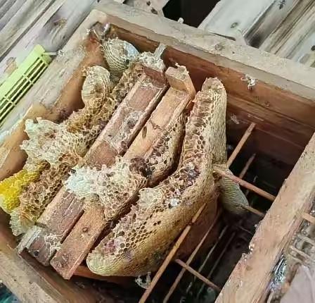 “聪明过头！”湖北一男子，为了提高蜂蜜产量，趁别人不注意，偷了一箱意大利品种的蜜