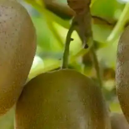 生活手记1200种植猕猴桃的种植方法：一.选地与土壤准备1.选址要求：选择向