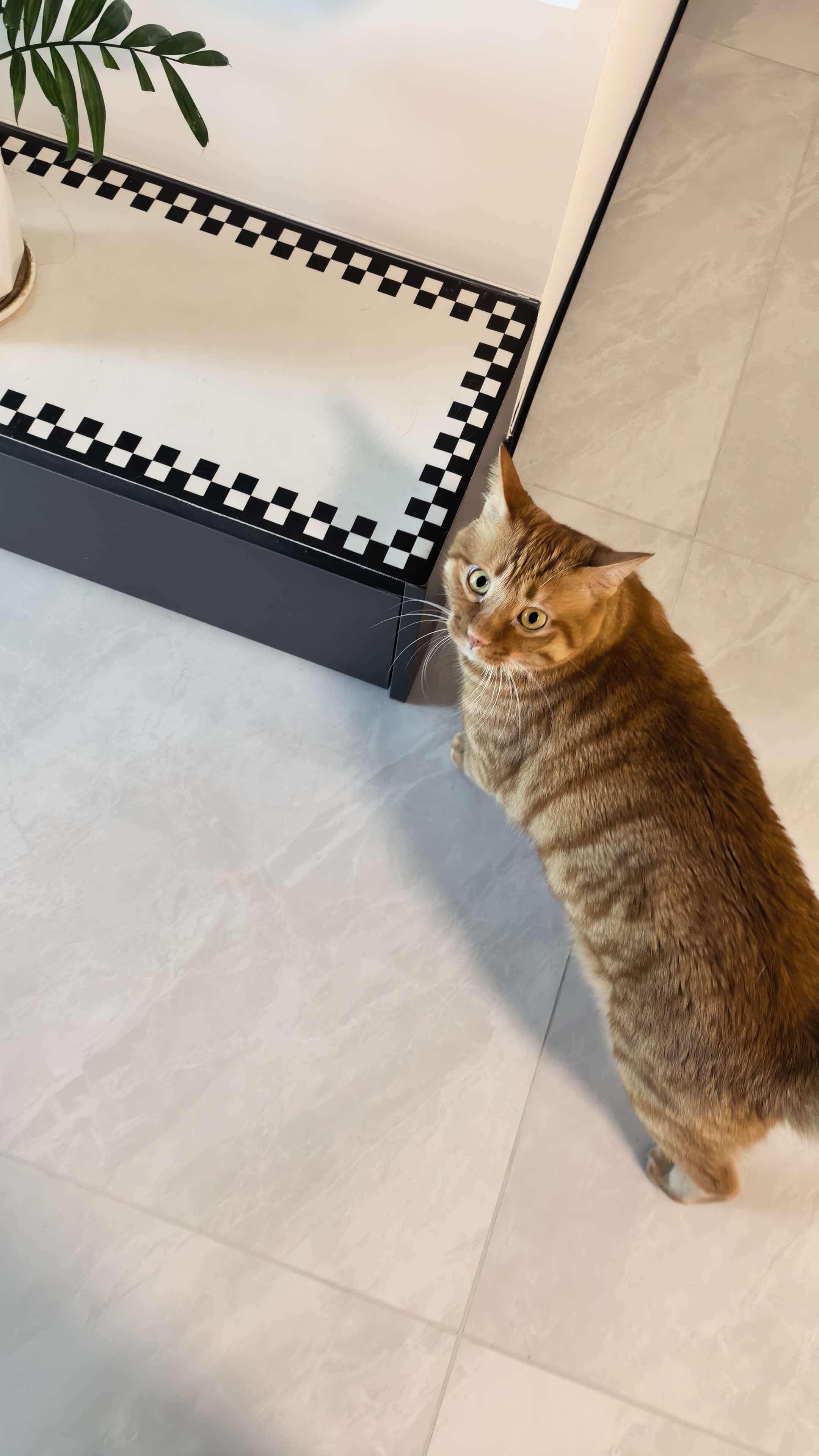 哦？小咪，小猫咪​​​