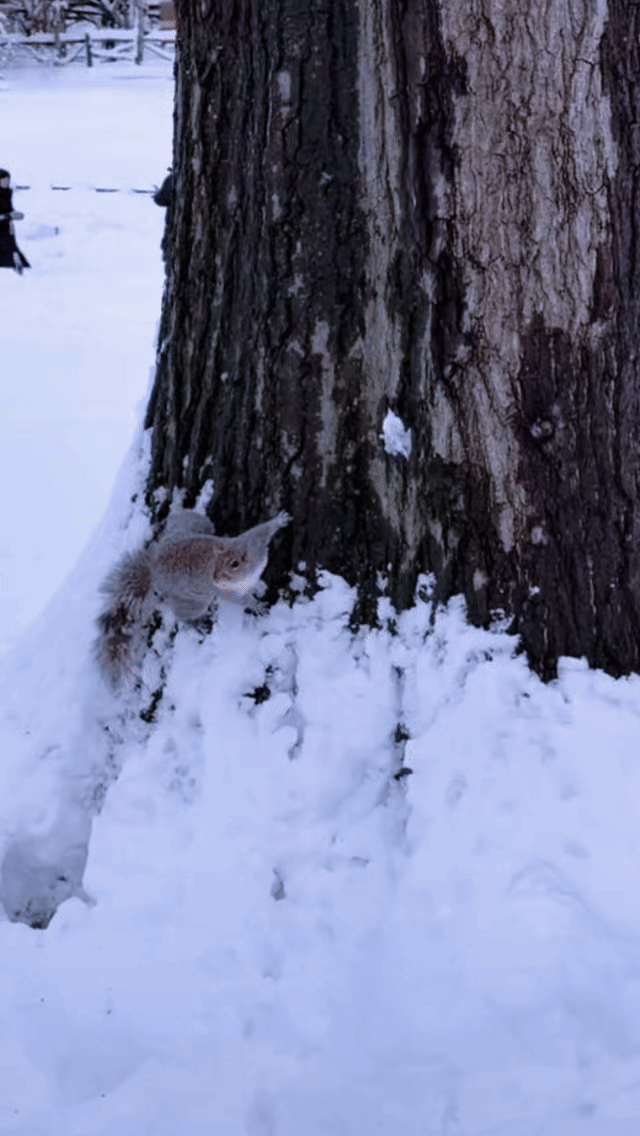🐿️：“御用摄影师，在吗”