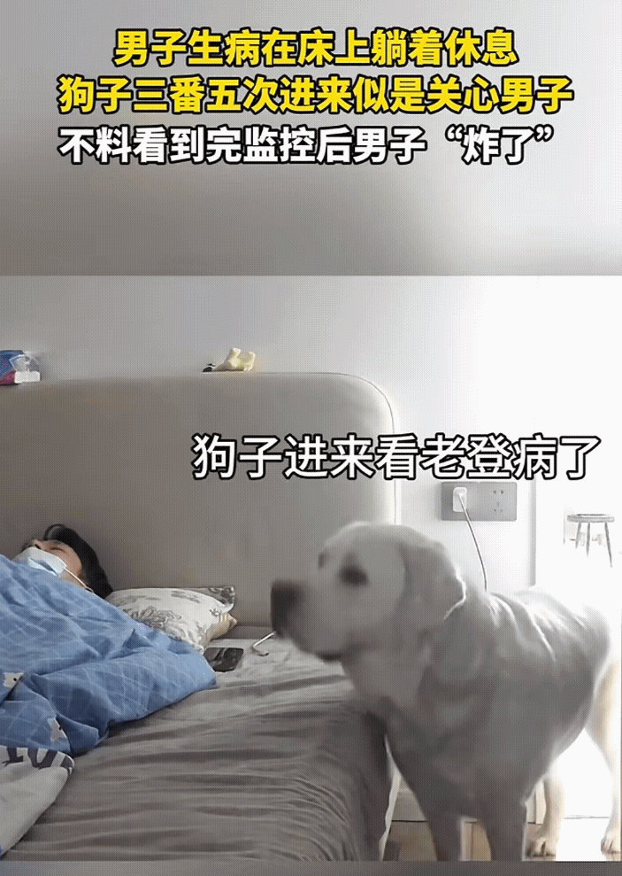 万万没想到！浙江这只狗子的“演技”，差点骗了全网！男主人感