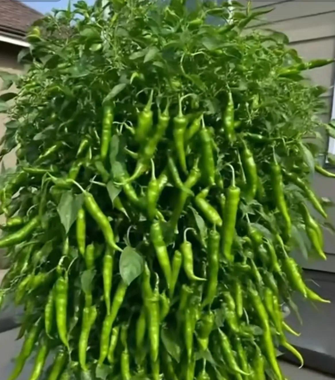 用肥料养出来的辣椒还能算是辣椒吗？是辣椒，是辣椒的样子，但味道和没有天然生长出来